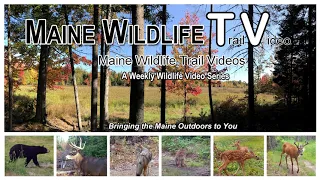 Maine Wildlife Trail Video