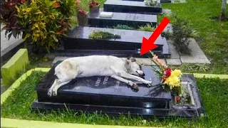 Ein Hund saß Tag und Nacht am Grab seines Besitzers, bis man herausfand, warum