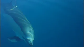 Delfini in kayak Terrasini Sicilia