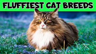 FLUFFY Cat Breeds PERFECT For People Who Want To SNUGGLE!