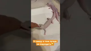 Укус эублефара