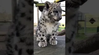 Snow leopard cub cuteness! ❤️ #shorts #snowleopard