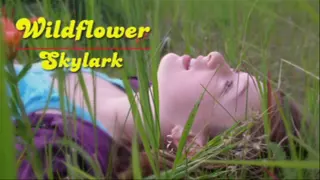 Wildflower - Skylark  [HD]