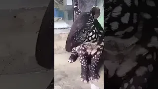 Eating Dream Tapir