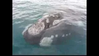 Wieloryby z Peninsula Valdes - ARGENTYNA
