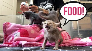 Feeding Seven HUNGRY Foster Kittens