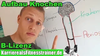 Aufbau & Arten der menschlichen Knochen einfach erklärt | Anatomie für Fitnesstrainer