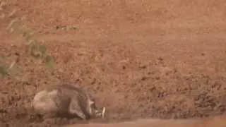 Warzenschwein Keiler Ansitz am Wasserloch auf der Jagd und Gästefarm Ondombo in Namibia