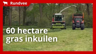 60 hectare eerste snede gras van goede kwaliteit inkuilen