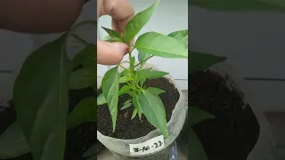 paano mag pruning ng sili?