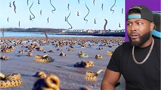 15 Strange Animal Phenomena That Happened On Earth | REACTION