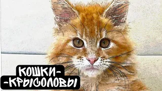 КАКИЕ КОШКИ ЛОВЯТ КРЫС. мифы и заблуждения / как найти кота-крысолова