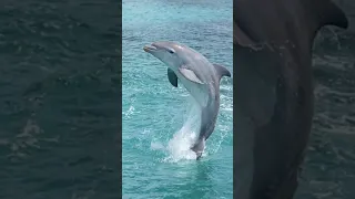 dolphin intersting fact in tamil#shorts # mammals #sea queen #cute fish #dolphin #tamil #shortvideo