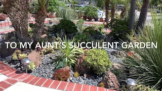 Our Succulent Gardens ( My aunt’s and mine)