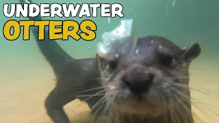 Underwater Otters!