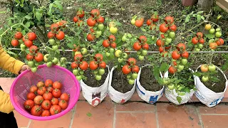 Use sacks to grow Tomatoes at home, easy and inexpensive