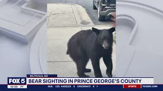 Another bear sighting in the DMV