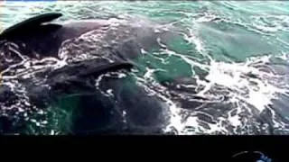 10 Southern Right Whale males mate with 1 female