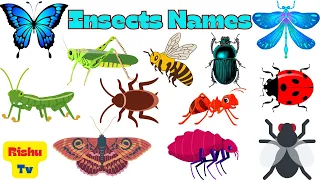 Insects Name | Insects for kids | Names of Insects | Insects name in English | Insects