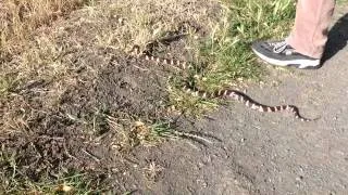 A Beauty Of A King Snake Up At Contra Loma