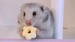 Funny Hamsters Videos | Funny and Cute Moment of Animals (Animal Videos 2024) #20