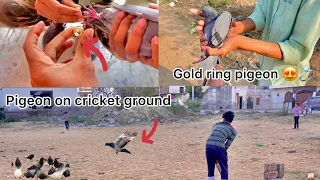 Gold ring pigeon ghar k ander mila 🥺💍 !! Jungli kabutaro me udaa diya kabutr 🕊