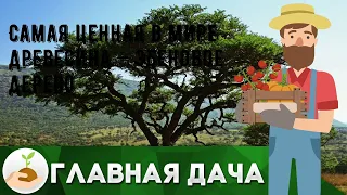 Самая ценная в мире древесина — эбеновое дерево