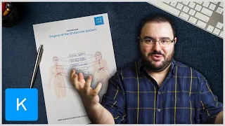 How to learn the endocrine system with anatomy quizzes and labeling worksheets | Kenhub