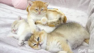 The kittens are incredibly sweet, resembling dolls with their charm.