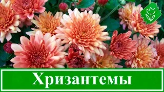 Вирощування хризантем у саду – посадка і догляд