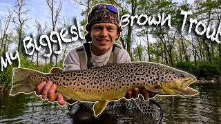 My BIGGEST PA Brown Trout (2024 Trout Season)