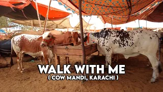 Walk with me Cow Mandi 🐮【4k Ultra hd】Karachi Cow Mandi | Brain Massage
