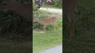 North America white-tailed deer #shortsyoutube #deer #naturelovers