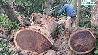 Part 2, Cutting down the tamarind tree with a Jonsered chainsaw, STIHL MS 381&881