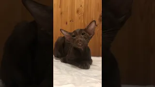 шоколадная кошка