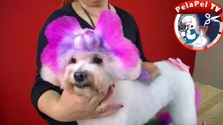 PELUQUERÍA CANINA CREATIVA CUPCAKE 3 D - PEPI ADÁN