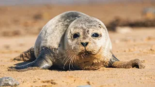 Sleepy Harbour Seals and Adorable Pups! | The Science Of Cute | BBC Earth
