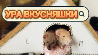 Кормлю крыс детским питанием 🐀