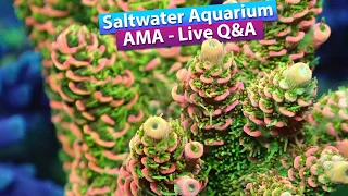 Saltwater Aquarium AMA - Live Q&A