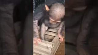 Cute baby chimpanzee climbing out of box! (Not a pet, this baby is at a sanctuary!)
