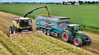 Trinciatura orzo 2024 | New Holland FR920 | Team Giallo-verde