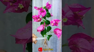 a new way of grafting a purple bougainvillea tree from a stem#agarden#bougenville #diygarden #shorts