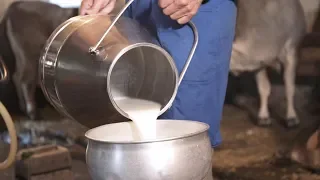 Grauviehmilchsammeln im Valsertal / Collecting grey cow milk in the Tyrolean Alps oder