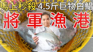 台南將軍漁港丨巨大白鯧直接秒殺全部收走丨今日巨貨大爆發你看過這些魚嗎?