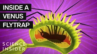 What's Inside A Venus Flytrap?