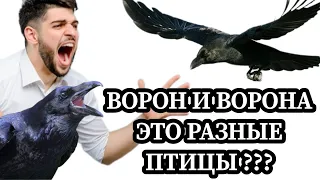 А ВЫ ЗНАЛИ, ЧТО ВОРОН И ВОРОНА РАЗНЫЕ ПТИЦЫ ?????? КАПЕЦ Я НЕ ЗНАЛ ЧТО ОНИ .......