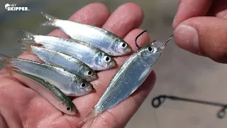 Beach Fishing w/ Tiny LIVE Bait Fish! SO MANY FISH!