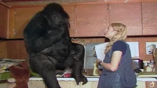"Animals Like Us" Animal Language | Wildlife Documentary