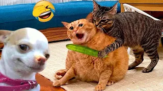 Funny Animals 2024 😂 | Funniest Cats And Dogs Video 😸 | Funny Videos Series 29