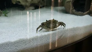 Panther crab